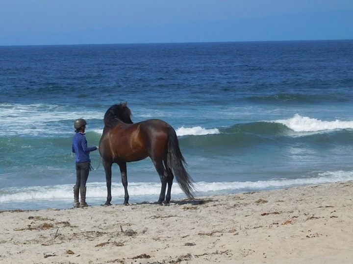 Jec A. Ballou, Giddy’up, Bon Voyage equine travel, travelling overseas with horse, equine travel, horse riding overseas, Jec Ballou horse trainer, jec aristotle ballou, western dressage, jec ballou, dressage exercises for horse and rider, jec ballou equine fitness beyond horse massage