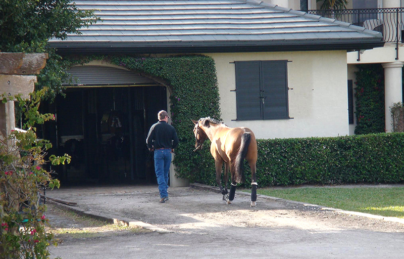 injured horse, trick training horse, non-riding horse activities, teaching horse manners, jonathan field, how to handwalk a horse