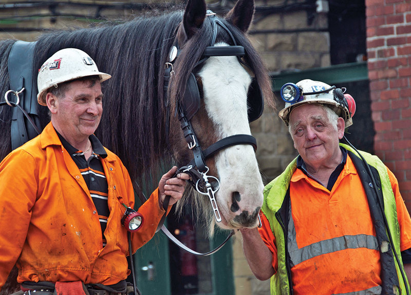 Pit Ponies, Pit Horses, pit pony history, miner Ceri Thompson, Canadian Coal Mining history, Sable Island, underground stables, Underground haulage, Coal Mining Canada