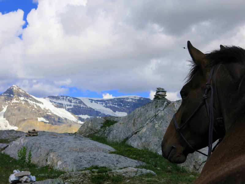 Traversing Canadian Rockies, Tania Millen, holidays on horseback, Alberta pack-trip, Azure Lake, Sulphur River, Jasper National Park, Summit pass, crossing Chown Creek