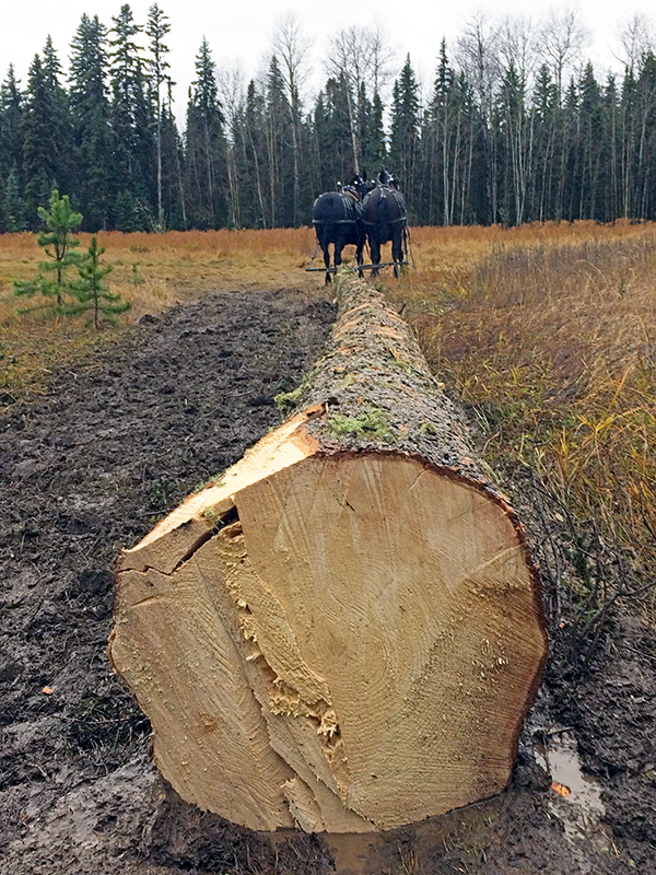 log horses harvesting timber, horses who have jobs, draft horse jobs, margaret evans, logging with horses, triple d draft horses