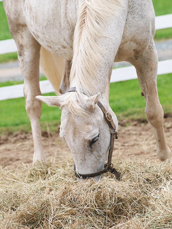 Equine digestive tract, horse digestive system, Kentucky Equine Research, equine esophagus, equine fluid absorption, horse care, equine stomach, horse stomach, equine digestion
