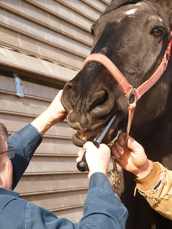 Equine digestive tract, horse digestive system, Kentucky Equine Research, equine esophagus, equine fluid absorption, horse care, equine stomach, horse stomach, equine digestion