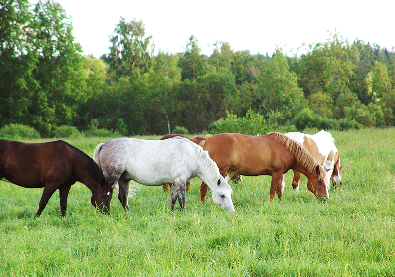 Horse Property Plan, update horse property, things to consider updating horse property, Jennifer Woodward, purchasing horse property, developing horse property, Horse Property Plan, update horse property, things to consider updating horse property, Jennifer Woodward, purchasing horse property, developing horse property,