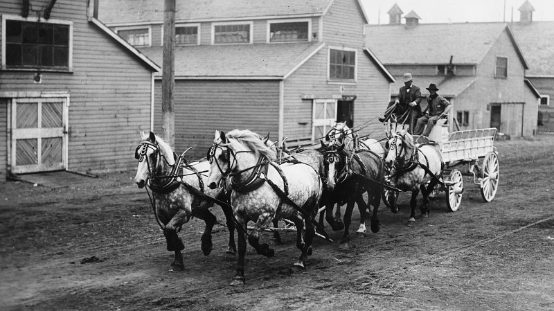 Soul of Canada, draft horses, history draft horse, four-wheeled pull-grader, Mechanical Workhorses, Horse breeding programs, history Clydesdale horse, horse logging history, Canadian horse history, Belgian horse, history percheron horse