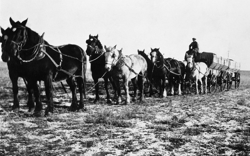 Soul of Canada, draft horses, history draft horse, four-wheeled pull-grader, Mechanical Workhorses, Horse breeding programs, history Clydesdale horse, horse logging history, Canadian horse history, Belgian horse, history percheron horse