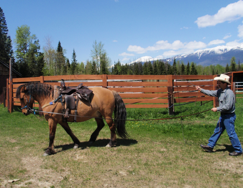Driving Trail Horse, horse drive training, horse ground driving, horse ground driving