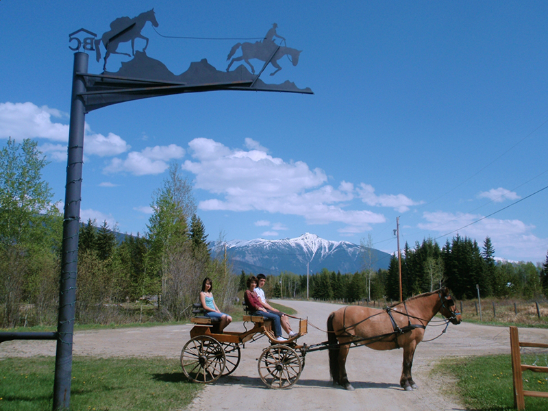 Driving Trail Horse, horse drive training, horse ground driving, horse ground driving