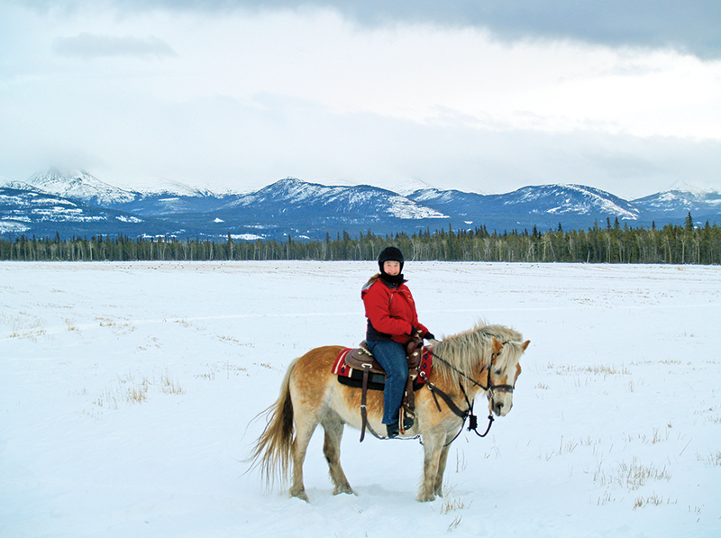 northern lights, aurora borealis, yukon horse, modern Equus, 