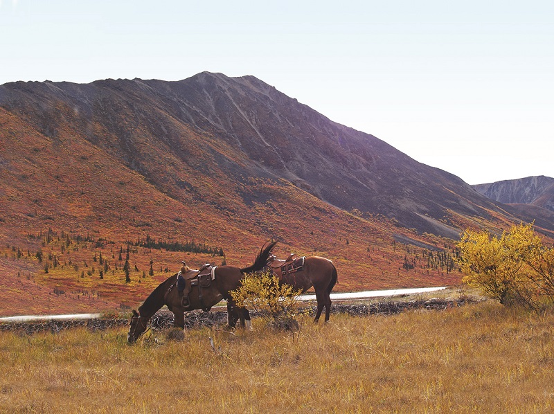 northern lights, aurora borealis, yukon horse, modern Equus, 