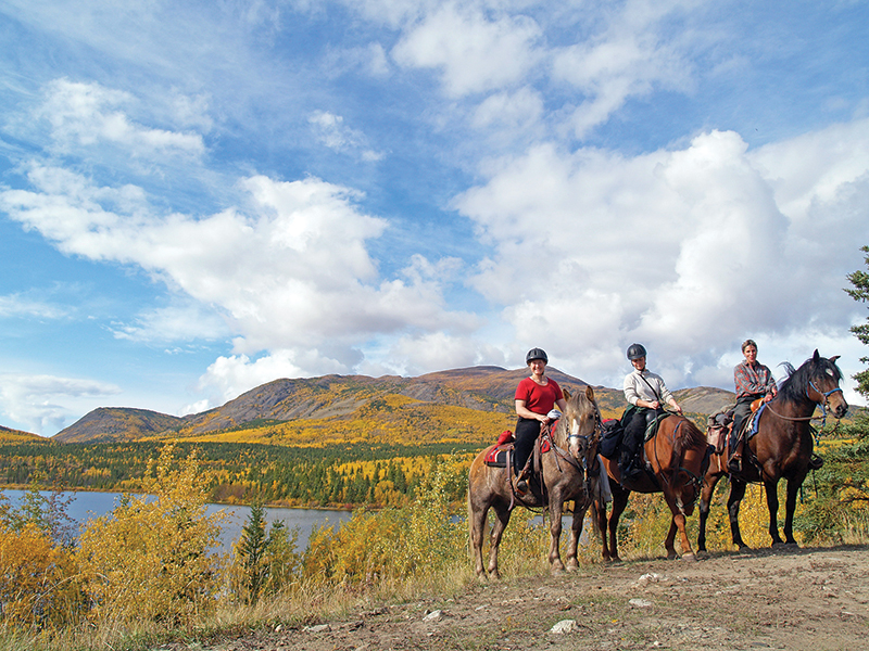 northern lights, aurora borealis, yukon horse, modern Equus, 