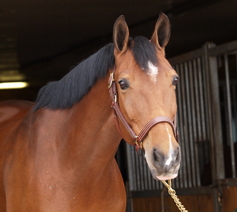 Horse Careers, equine careers, Equine Appraiser, Thoroughbred Exercise Rider, equine auctioneer, Custom Saddler, Horse Hauler, Equine Surgeon, Equine Nutritionist, Equestrian Building Consultant, horse-related careers, horse-related jobs