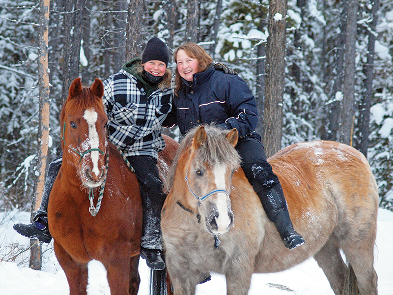 northern lights, aurora borealis, yukon horse, modern Equus, 