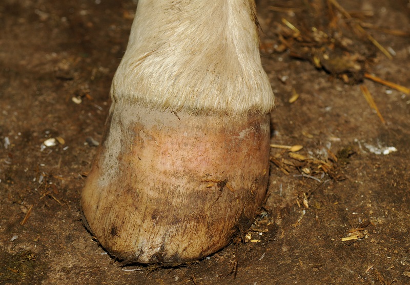 Hans Wiza, good horse hooves vs bad horse hooves, horse care, horse health, equine coronary band, equine canon bone, hoof cracking, hoof flaking, hoof splitting, hoof bending, hoof folding, trimming horse hooves, equine pastern