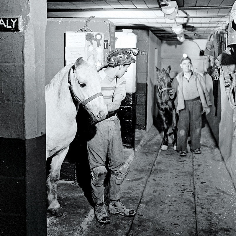Pit Ponies, Pit Horses, pit pony history, miner Ceri Thompson, Canadian Coal Mining history, Sable Island, underground stables, Underground haulage, Coal Mining Canada