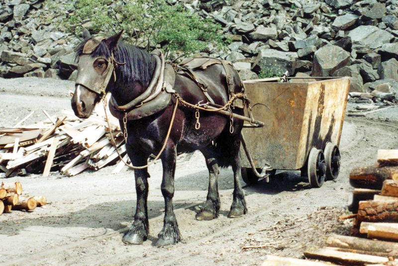 Pit Ponies, Pit Horses, pit pony history, miner Ceri Thompson, Canadian Coal Mining history, Sable Island, underground stables, Underground haulage, Coal Mining Canada