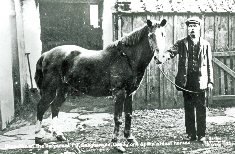 Pit Ponies, Pit Horses, pit pony history, miner Ceri Thompson, Canadian Coal Mining history, Sable Island, underground stables, Underground haulage, Coal Mining Canada