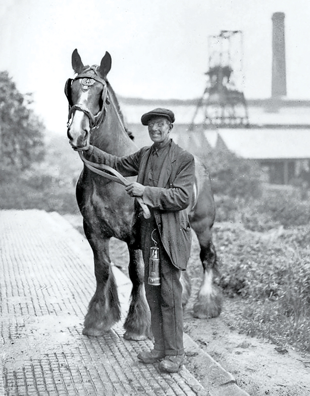 Pit Ponies, Pit Horses, pit pony history, miner Ceri Thompson, Canadian Coal Mining history, Sable Island, underground stables, Underground haulage, Coal Mining Canada