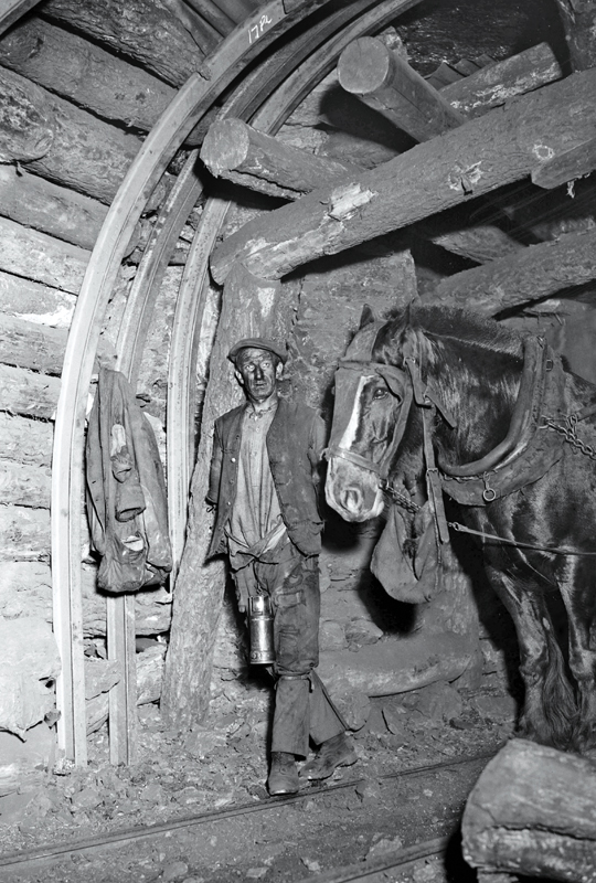 Pit Ponies, Pit Horses, pit pony history, miner Ceri Thompson, Canadian Coal Mining history, Sable Island, underground stables, Underground haulage, Coal Mining Canada
