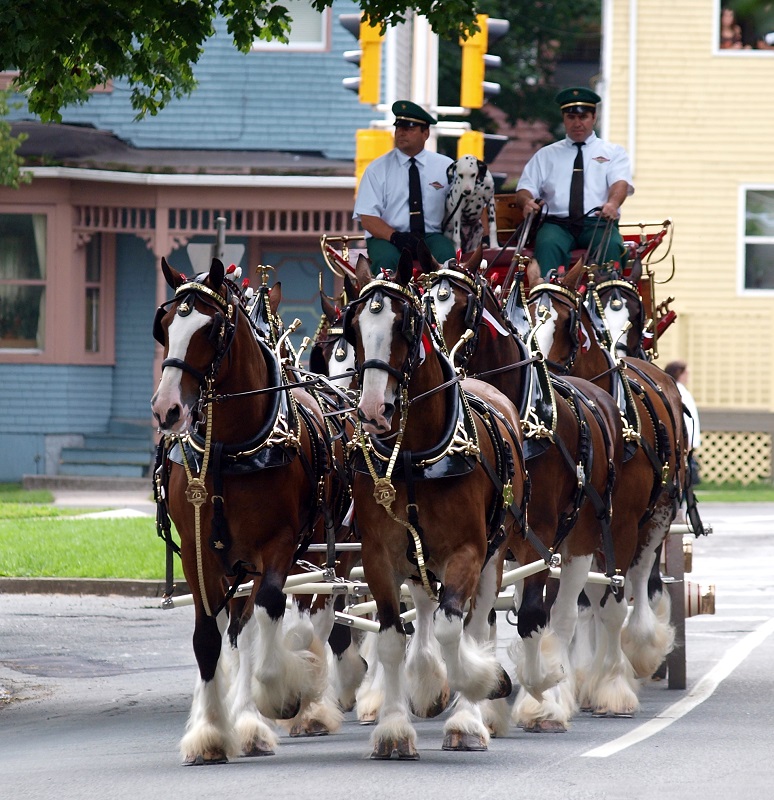 Soul of Canada, draft horses, history draft horse, four-wheeled pull-grader, Mechanical Workhorses, Horse breeding programs, history Clydesdale horse, horse logging history, Canadian horse history, Belgian horse, history percheron horse