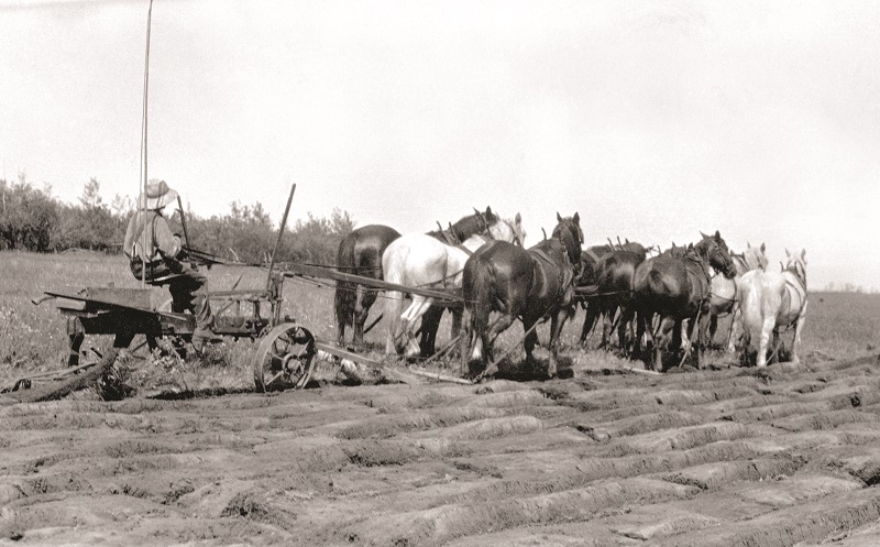 Soul of Canada, draft horses, history draft horse, four-wheeled pull-grader, Mechanical Workhorses, Horse breeding programs, history Clydesdale horse, horse logging history, Canadian horse history, Belgian horse, history percheron horse