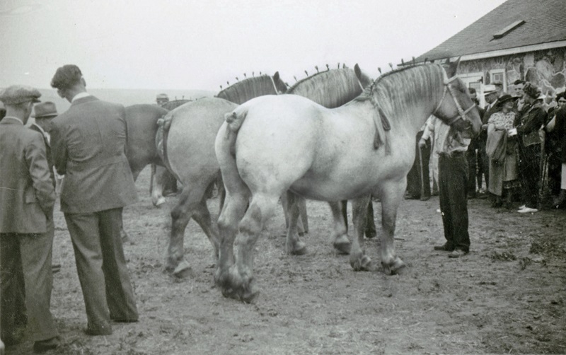 Soul of Canada, draft horses, history draft horse, four-wheeled pull-grader, Mechanical Workhorses, Horse breeding programs, history Clydesdale horse, horse logging history, Canadian horse history, Belgian horse, history percheron horse