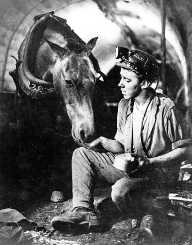 Pit Ponies, Pit Horses, pit pony history, miner Ceri Thompson, Canadian Coal Mining history, Sable Island, underground stables, Underground haulage, Coal Mining Canada