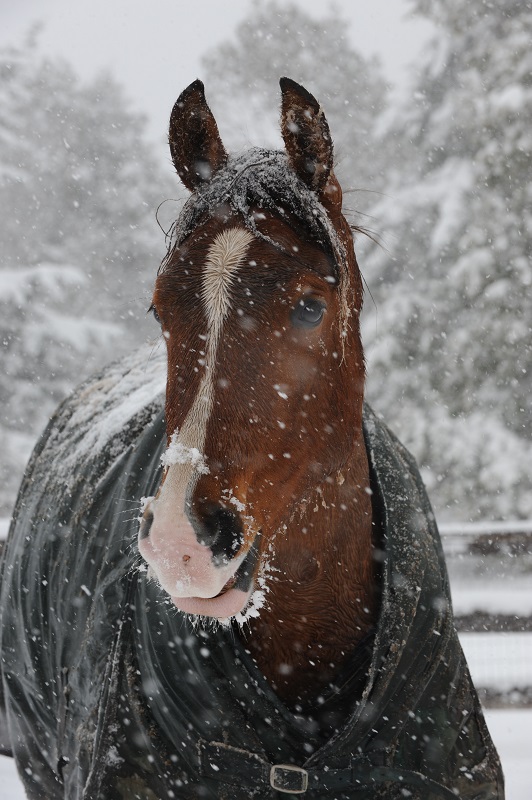 Horse Boarding Agreements, Karen Weslowski, horse boarding stress, written horse boarding agreement, horse boarding stable agreement, legally enforceable horse boarding agreement