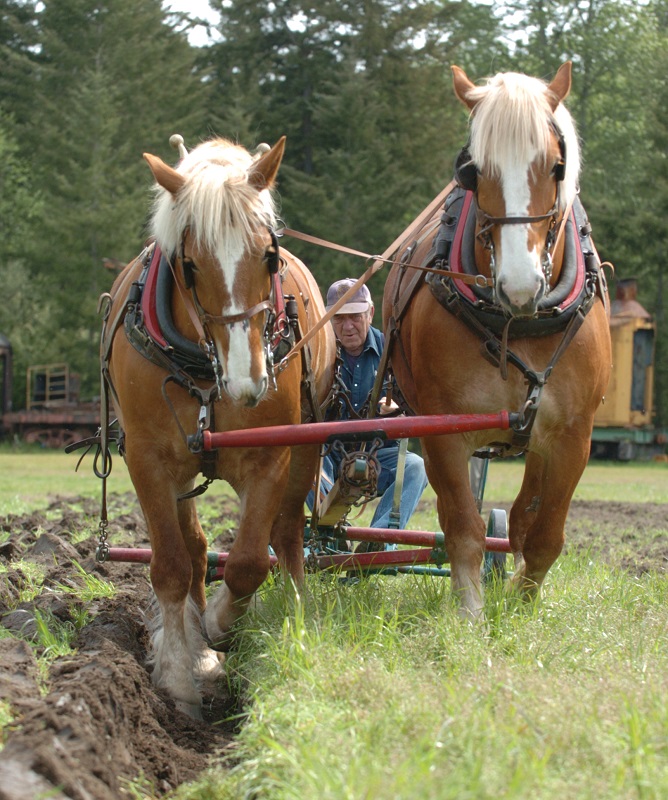 Soul of Canada, draft horses, history draft horse, four-wheeled pull-grader, Mechanical Workhorses, Horse breeding programs, history Clydesdale horse, horse logging history, Canadian horse history, Belgian horse, history percheron horse
