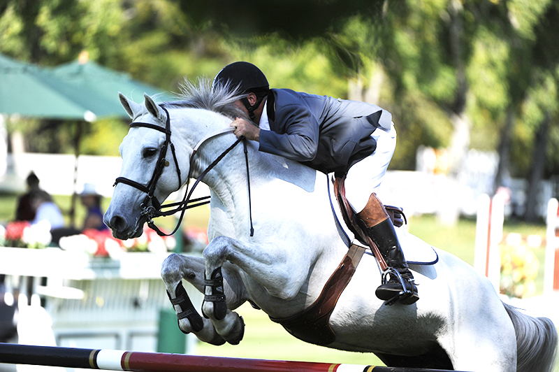 Shelagh Niblock, Optimizing equine Metabolism, equine energy metabolism, equine Foregut digestion, equine hindgut digestion, optimizing energy metabolism, equine feed processing pelleting extrusion, Hi-Pro Feeds, horse care