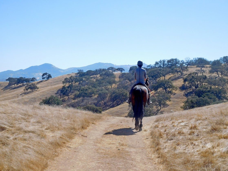 Jec A. Ballou, Giddy’up, Bon Voyage equine travel, travelling overseas with horse, equine travel, horse riding overseas, Jec Ballou horse trainer, jec aristotle ballou, western dressage, jec ballou, dressage exercises for horse and rider, jec ballou equine fitness beyond horse massage
