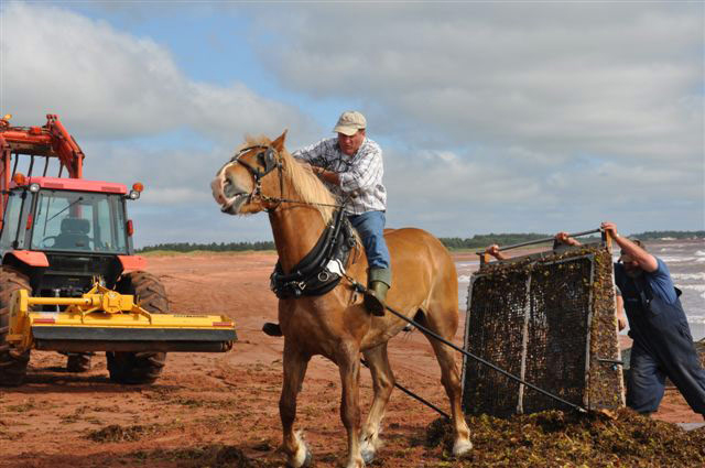 Draft horses, horses harvesting ocean, horse jobs, horses harvested sea plants, North Atlantic Organics
