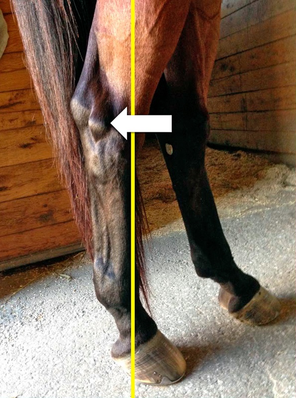 horse shoeing, equine shoeing, horse trimming, hoof trimming, horse stifles, hanz wiza, hoof problems