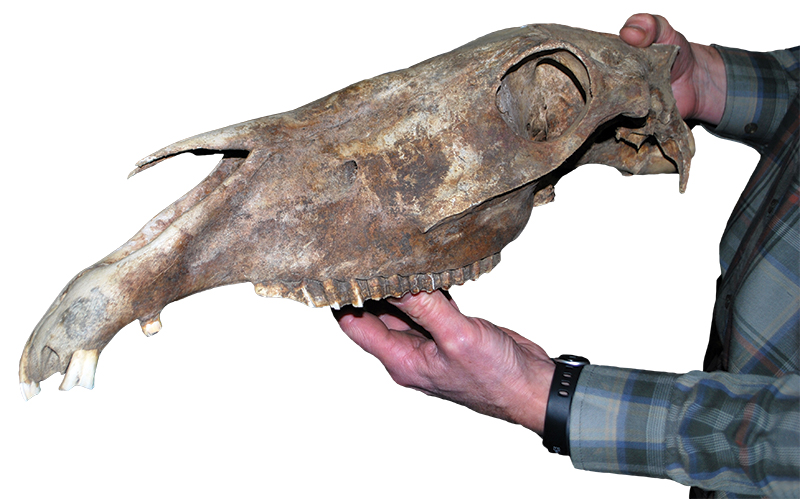 northern lights, aurora borealis, yukon horse, modern Equus, 