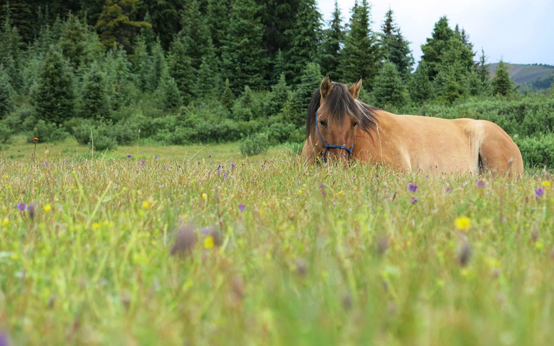 Traversing Canadian Rockies, Tania Millen, holidays on horseback, Alberta pack-trip, Azure Lake, Sulphur River, Jasper National Park, Summit pass, crossing Chown Creek