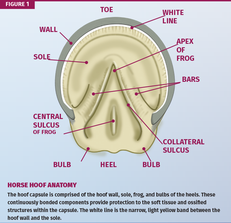 Farrier, Farriey, Ben Yager, American Farrier’s Association, equine trimming techniques, hoof-pastern alignment, farrier apprenticeship