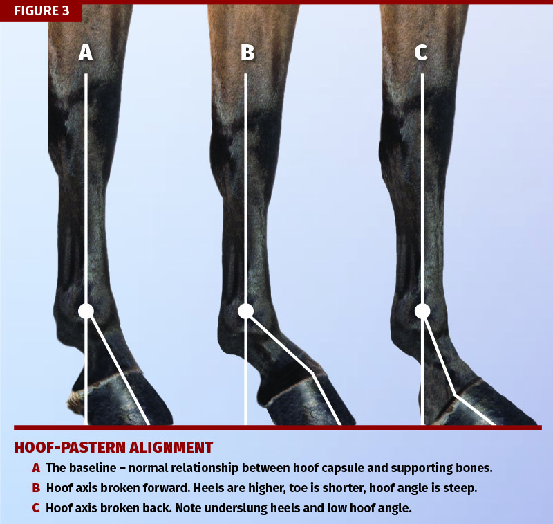 Farrier, Farriey, Ben Yager, American Farrier’s Association, equine trimming techniques, hoof-pastern alignment, farrier apprenticeship