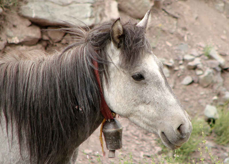 Stan Walchuk Jr, horse wrangling, equine hobbles, horse hobbles, picket rope, horse bells, horse tail tying, equine wrangling
