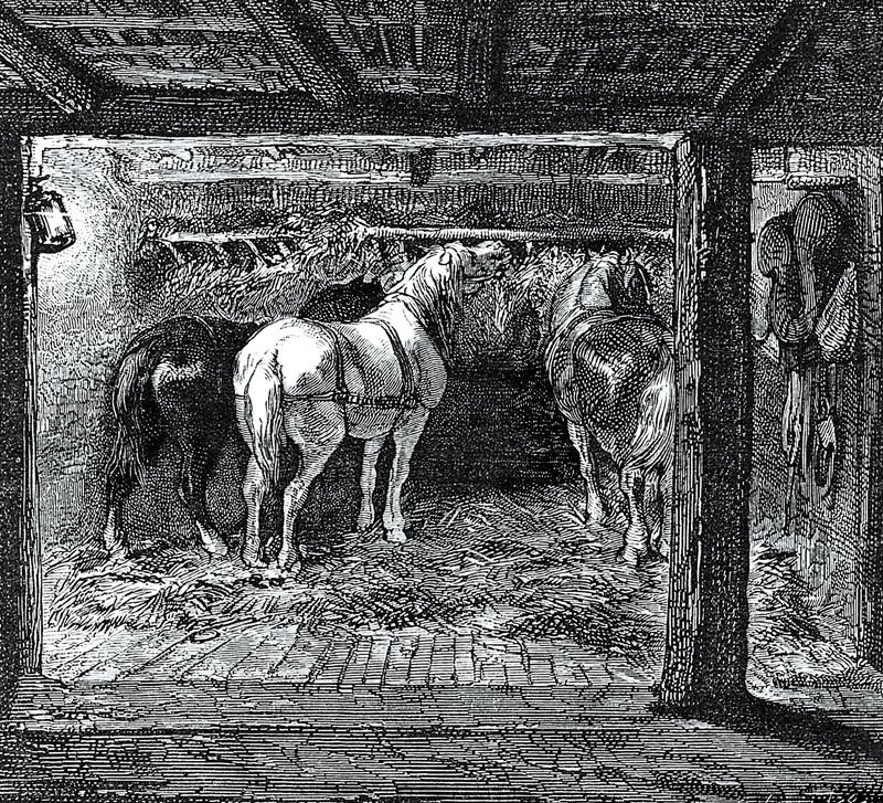 Pit Ponies, Pit Horses, pit pony history, miner Ceri Thompson, Canadian Coal Mining history, Sable Island, underground stables, Underground haulage, Coal Mining Canada