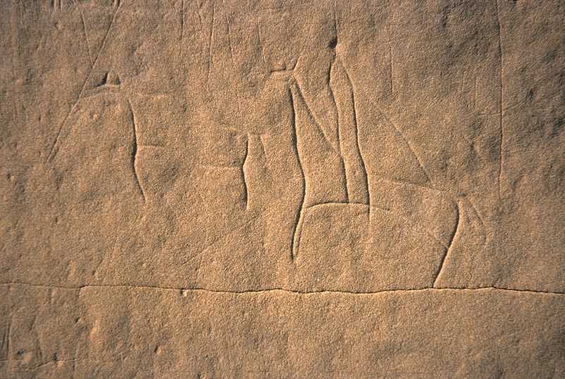 Horse Changed West, Todd Kristensen, Jack Brink, horse extinction in Alberta Canada, palaeontology, horse history Canada, history horses in canada, Mexican horse, Equus conversidens, domestic horse alberta canada