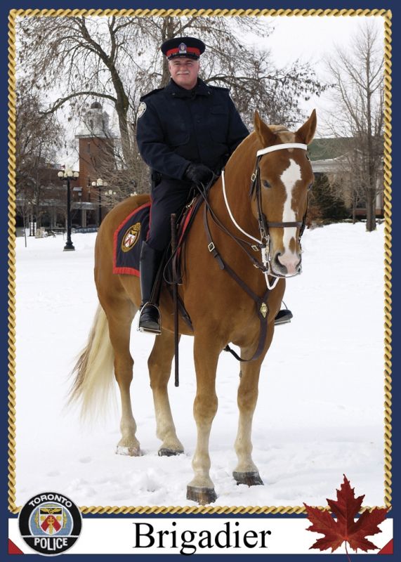 police horse brigadier, canadian horse, constable bradfield brigadier, police horse death