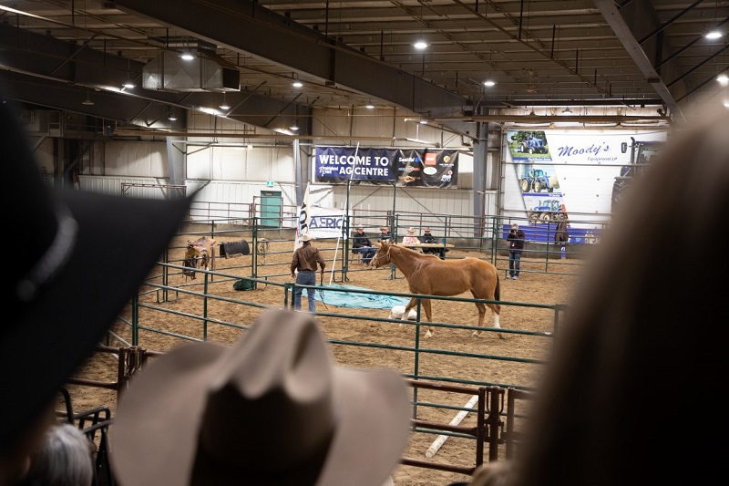 saskatchewan equine expo trainer challenge, prairieland park horse expo, equine events in saskatchewan, saskatchewan horse federation