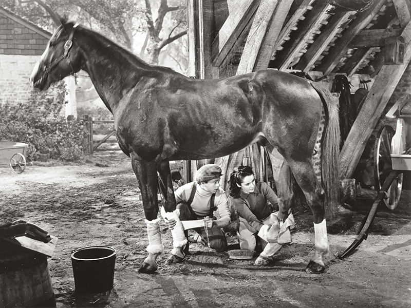 horses used in hollywood movies, the black stallion, seabisquit, national velvet, ben-hur, gladiator, john scott productions, legends of the fall, heartland, war horse, devil's horseman