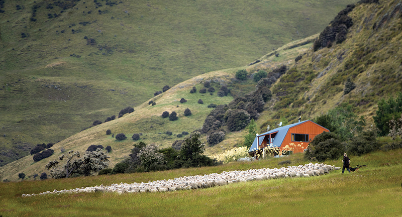 riding vacations, holidays with horses, wild women exhibitions horse rides, new zealand riding vacations, shawn hamilton