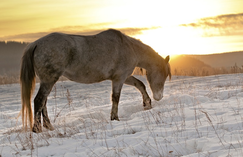 Equine Code of Practice, Equine Care, Equine Handling, Equine Code, Canada Equine Code, 2013 Equine Code, Judith Lavoie