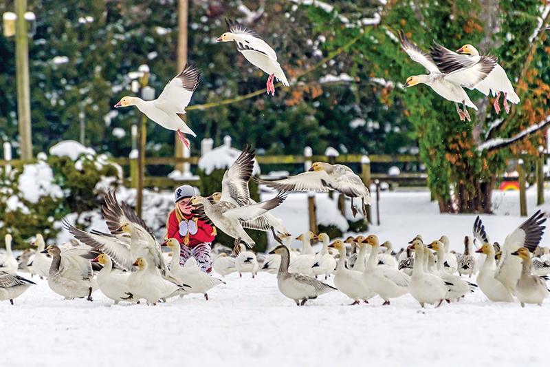 Southlands Riding Club in Vancouver BC, Southlands Riding Club president Whitney Santos, not-for-profit horse riding clubs in BC
