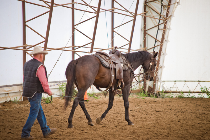 Retraining Thoroughbreds, new careers Thoroughbreds, Barbara Sheridan Equine Guelph, Garry Westergaard, Priscilla Clark Tranquility Farm, thoroughbred career change, Jocelyn Inglehart, Wendy Muir, Jane Avril 