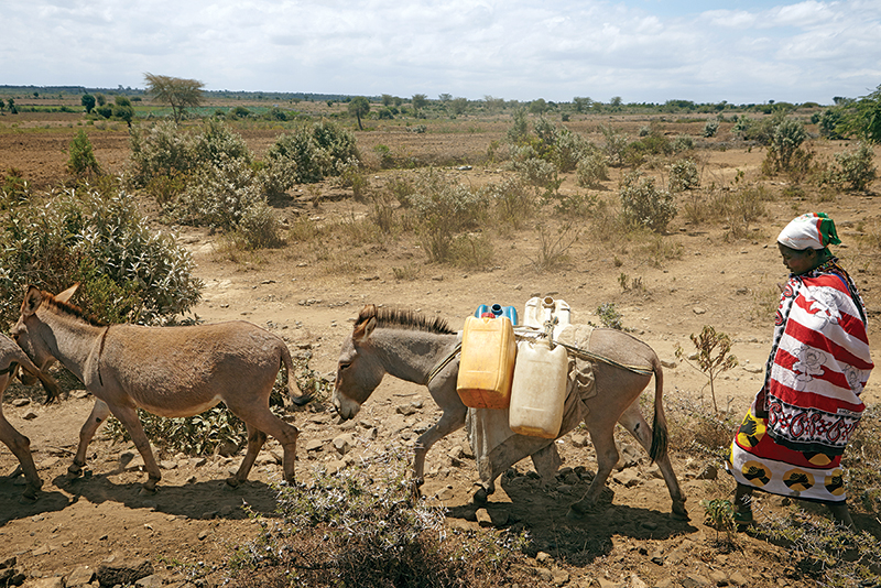 spana donate, donkey hides, caleche donkey hides, help donkeys, brooke animals