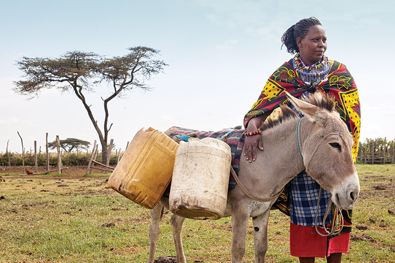 spana donate, donkey hides, caleche donkey hides, help donkeys, brooke animals