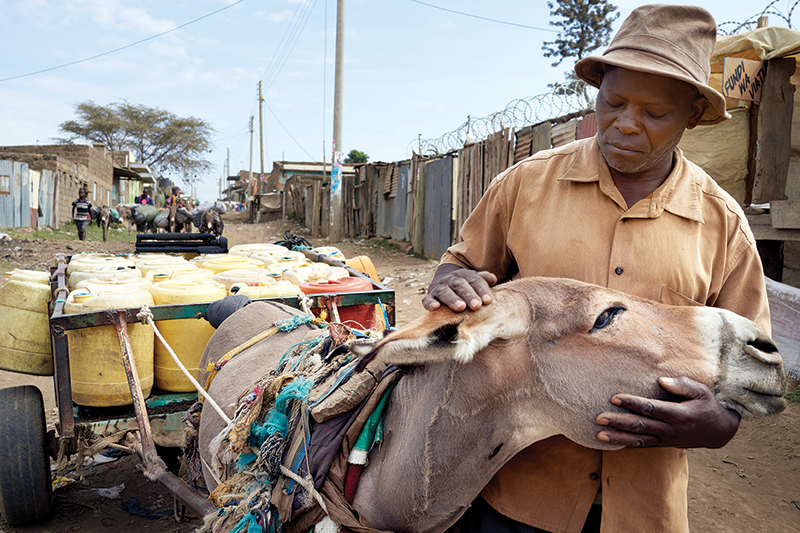 spana donate, donkey hides, caleche donkey hides, help donkeys, brooke animals